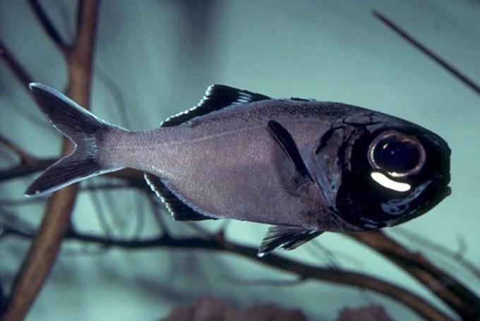 The strangest fish in the world, carrying a 'torch' in the dark, is so amazing... you'll be surprised!