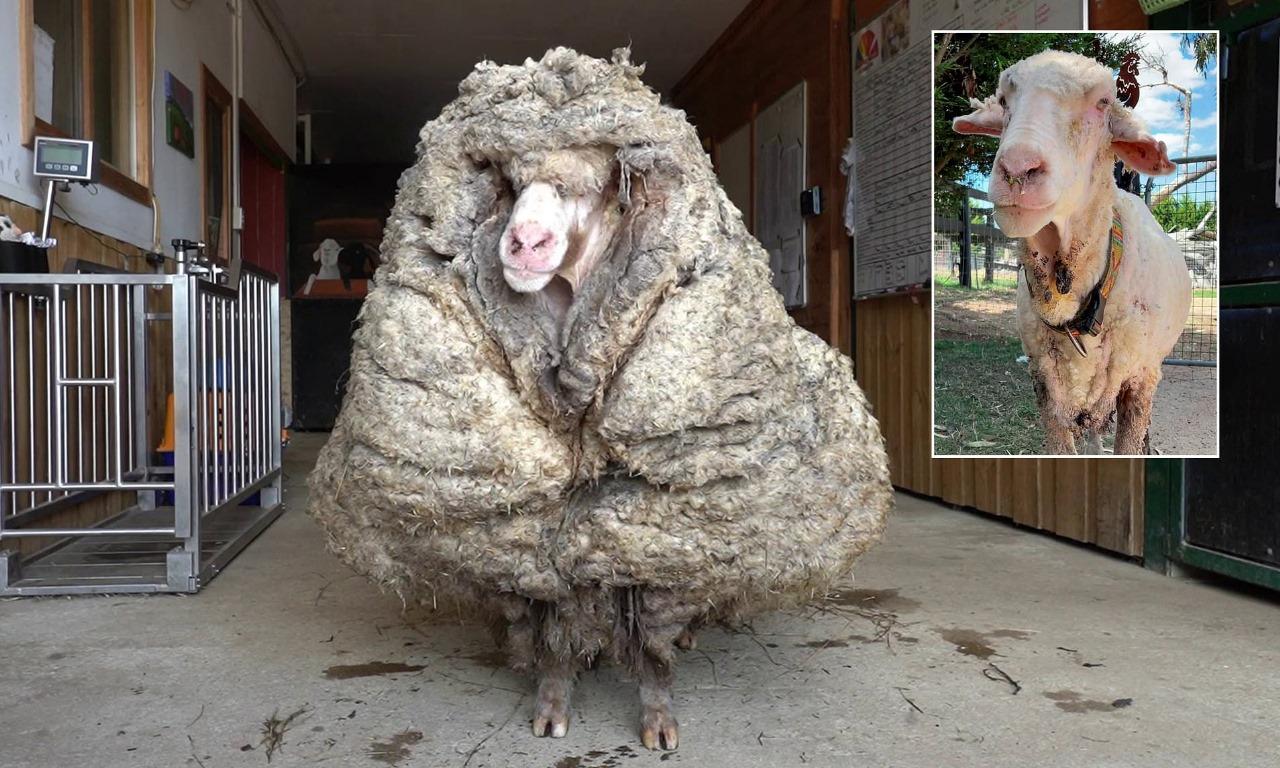 This sheep has been on a deserted island for two years and has grown enough wool to make three or four sweaters.