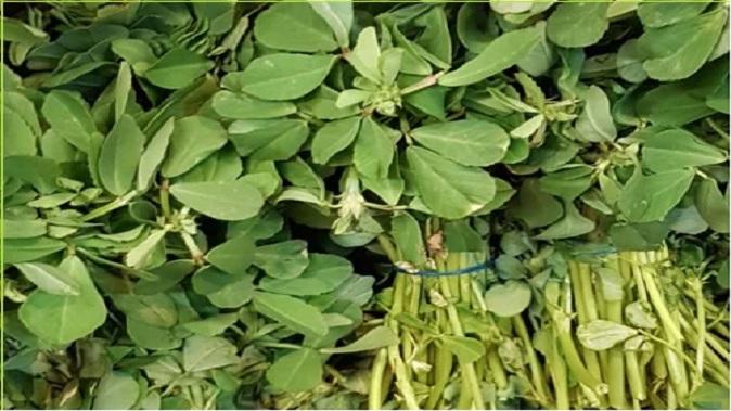 Fenugreek leaves are full of medicinal properties, these are the amazing benefits of eating them in winter