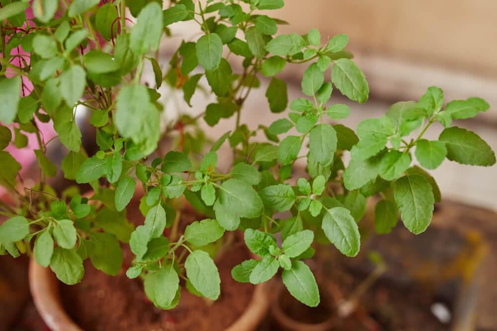 Is there a holy basil plant in the yard? Don't keep 5 things near even by mistake, happiness and prosperity will be taken away