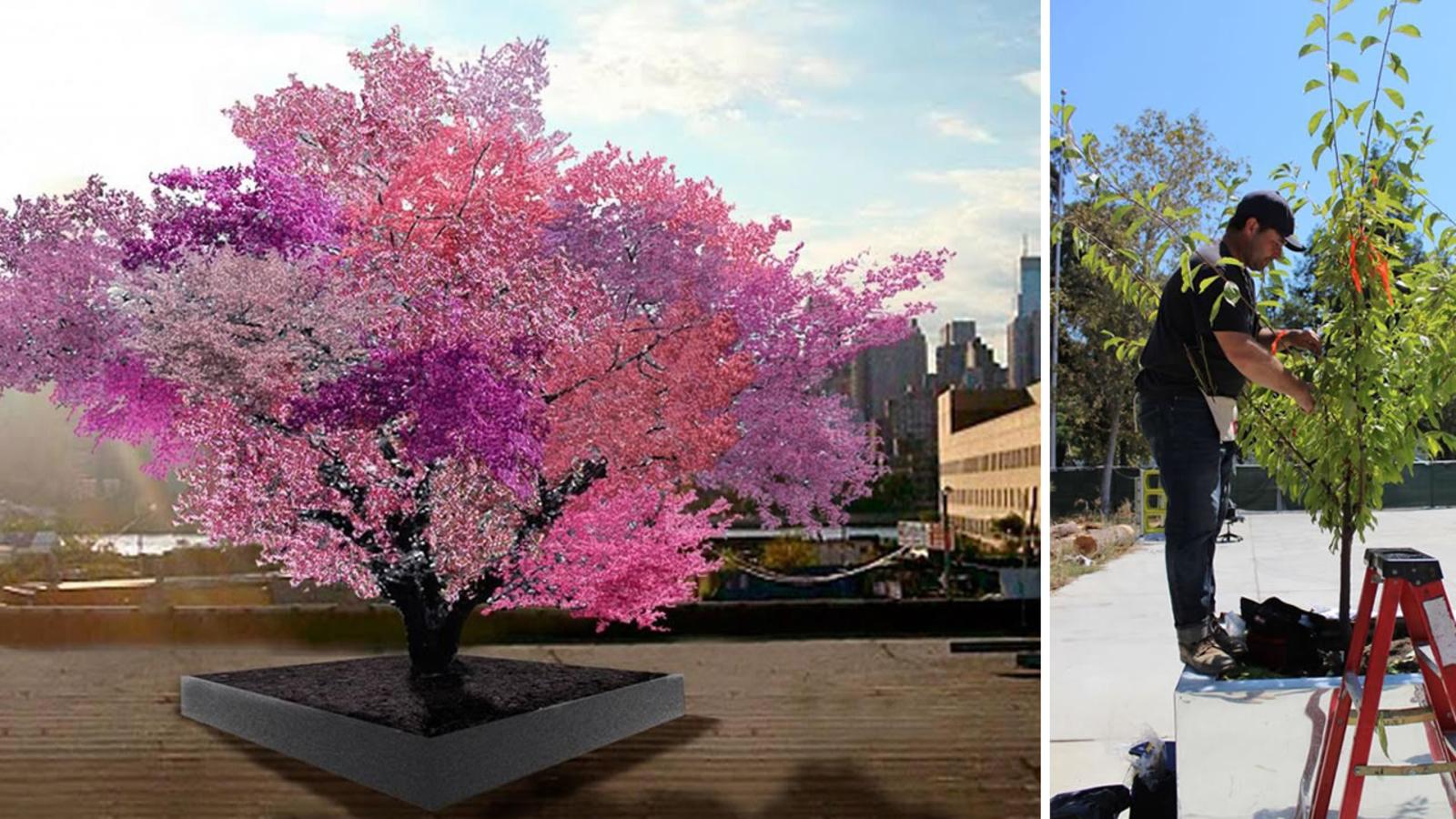 40 kinds of fruits grow on this tree, so expensive that you can sell them to buy gold and silver jewellery.