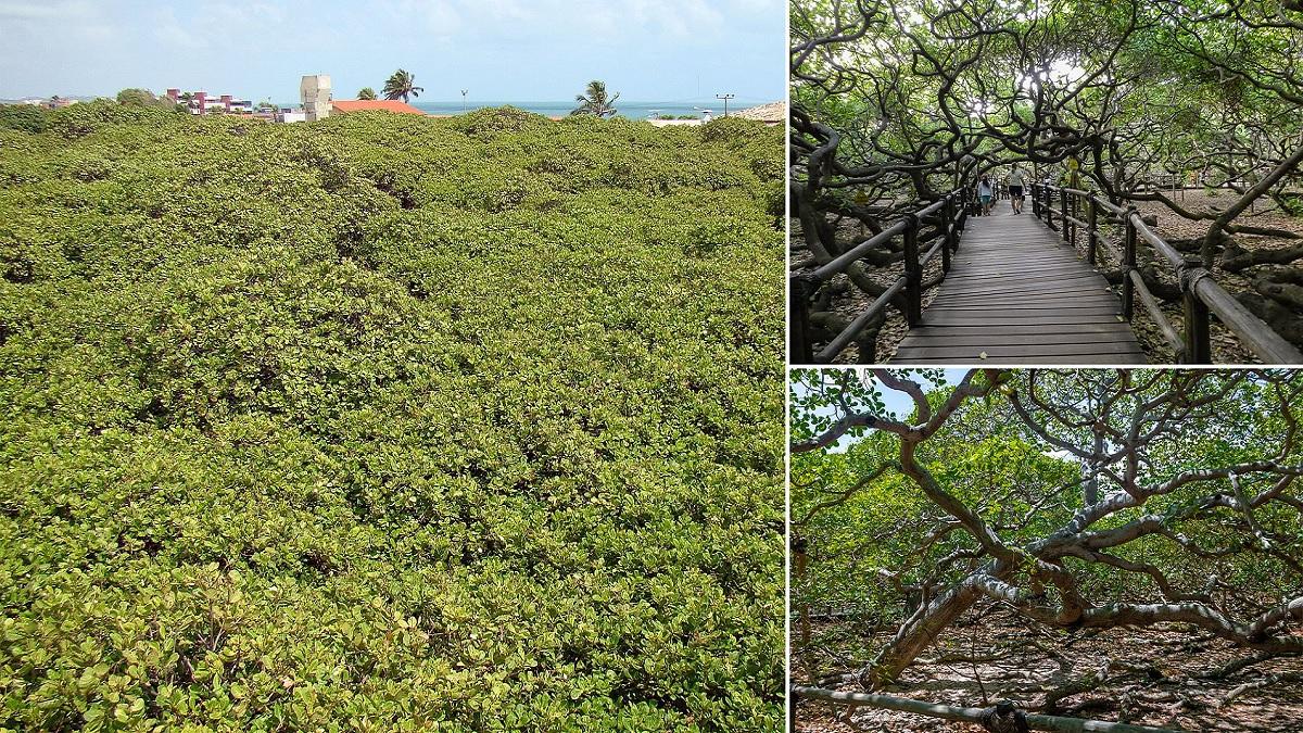 This is the world's largest cashew tree, looks like a forest, know what is the reason for its huge size?