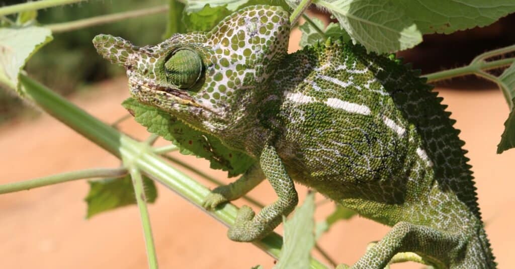 Some live for 1 day and some for 1 month, these are the 7 animals with the shortest life span