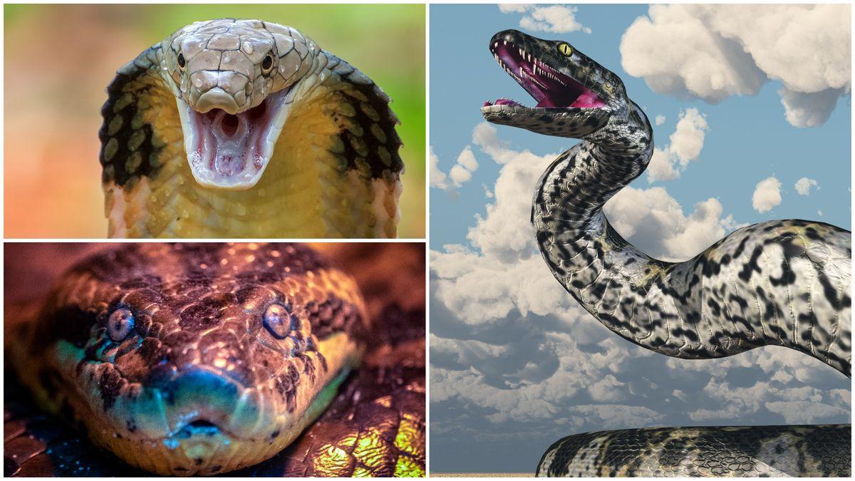 5 biggest snakes in the world, one as long as a 4-story building, photo will make you cry