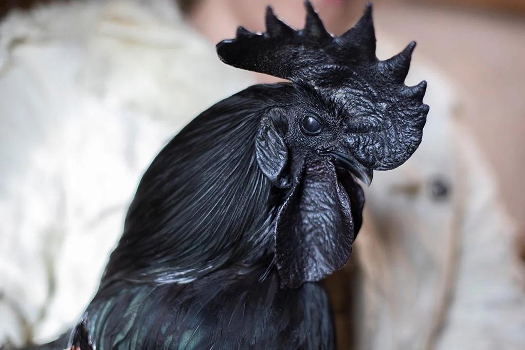 This is the most expensive chicken in the world, called 'Lamborghini chicken', you will be shocked to know the price!