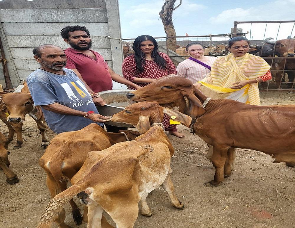 As part of Sri Sashaktikaran work, cows were waxed at Sitaram Gaushala