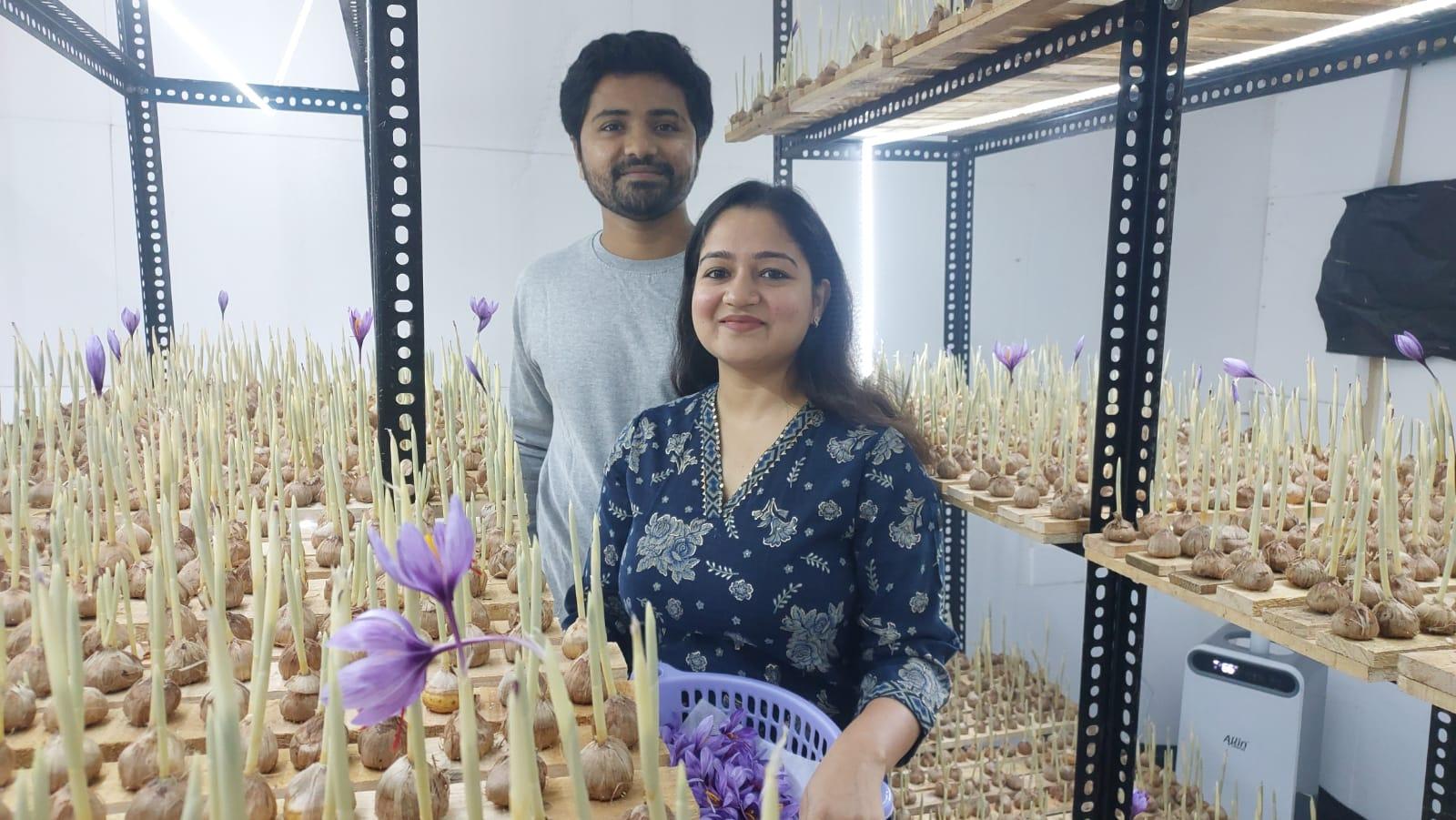 A couple did a miracle! Cultivation of Kashmiri saffron by raising seedlings without soil in the room