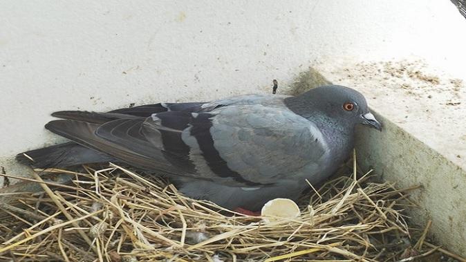 What is the sign of a pigeon laying eggs in the house, know that your luck will change or you will be ruined