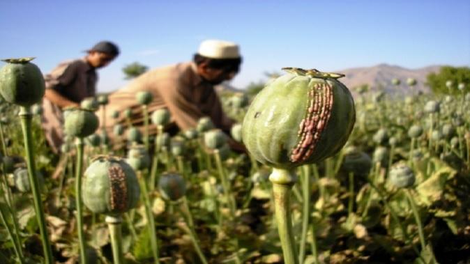 India's neighbor has become the largest opium trader, previously held by Afghanistan