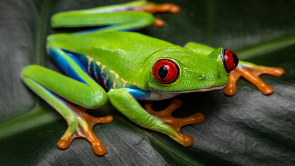 The eyes of these frogs are very unique, for a surprising reason