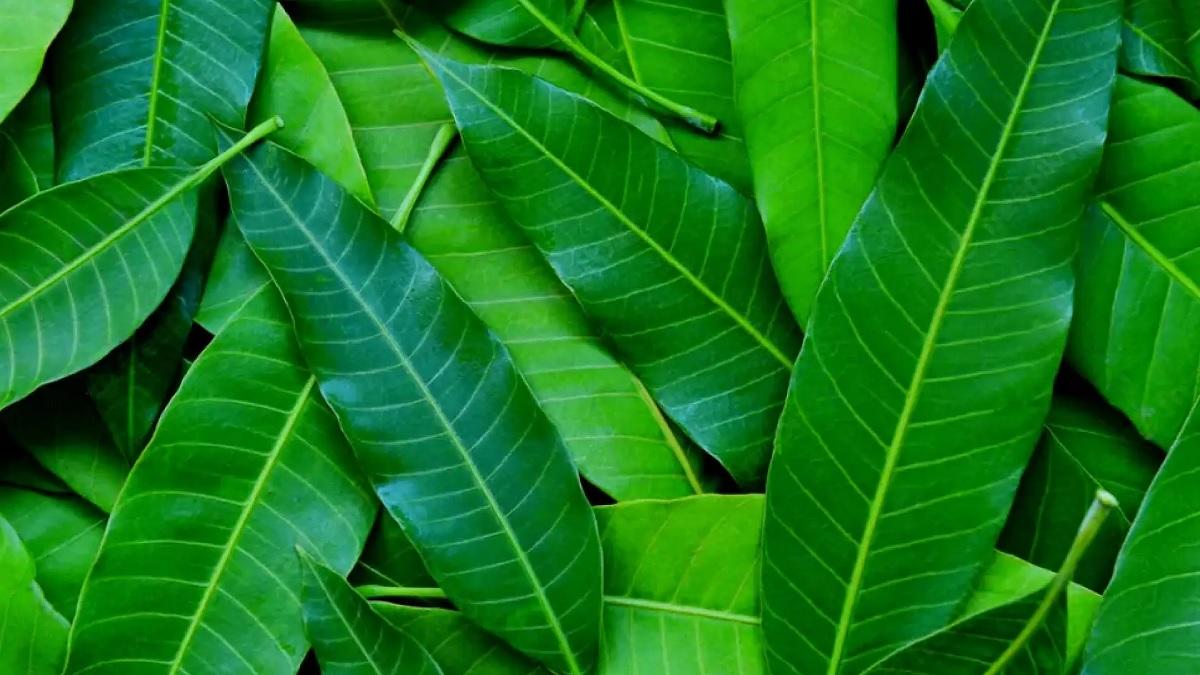 Do these 4 surefire remedies with mango leaves, you will get rid of debt