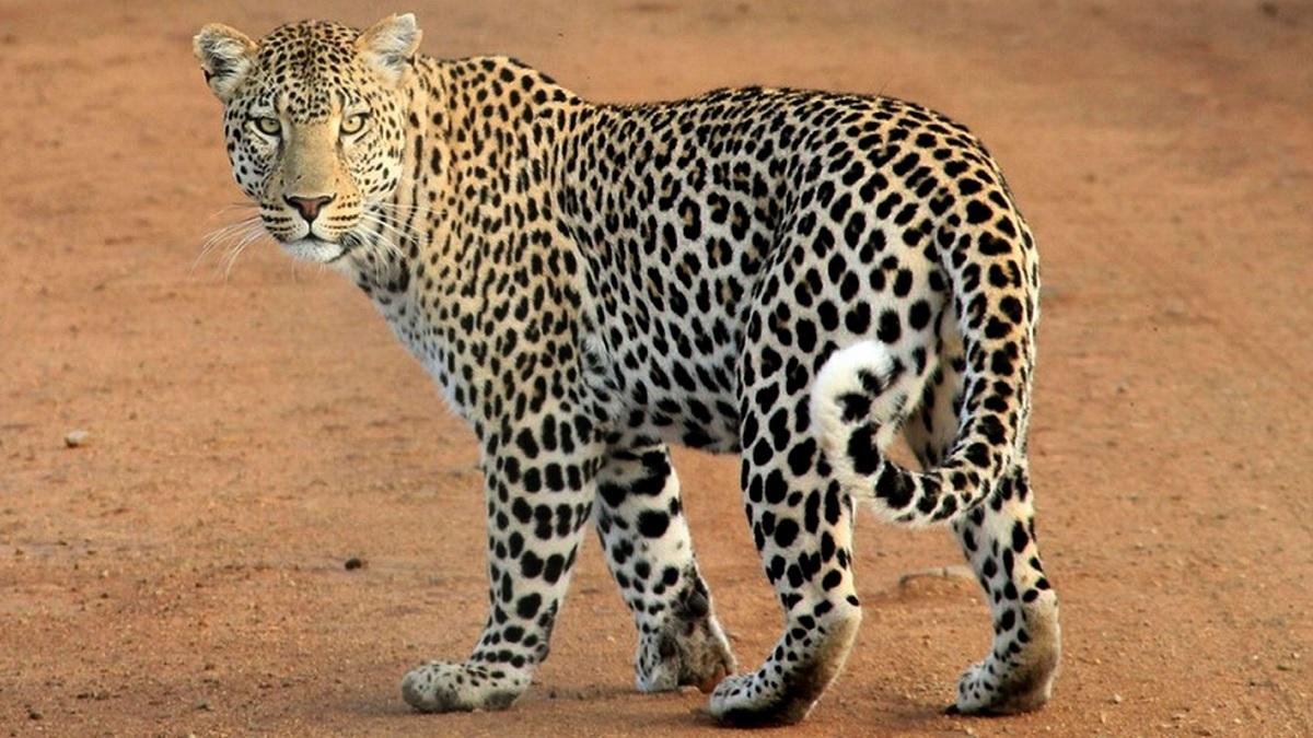 Leopard dies due to goods train collision in Surat, administration alert, cameras will be installed to monitor animals