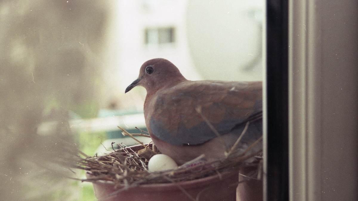 Is it auspicious or inauspicious to make a pigeon's nest in the house? Know what Vastu Shastra says