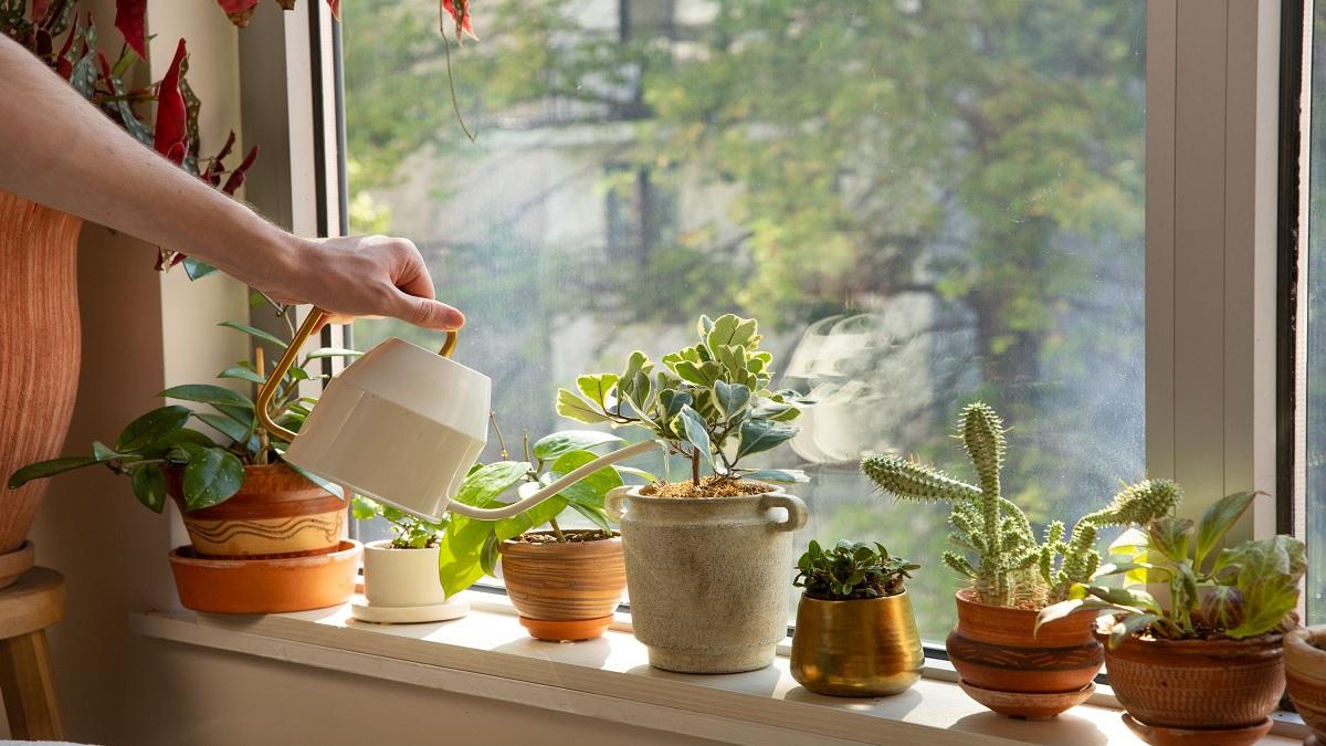 These 5 plants are considered inauspicious for the house, take away happiness and peace!