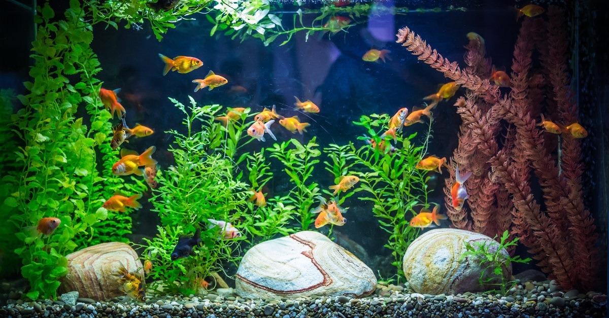 If money is not enough at home, keep a fish aquarium in this direction, see its wonders