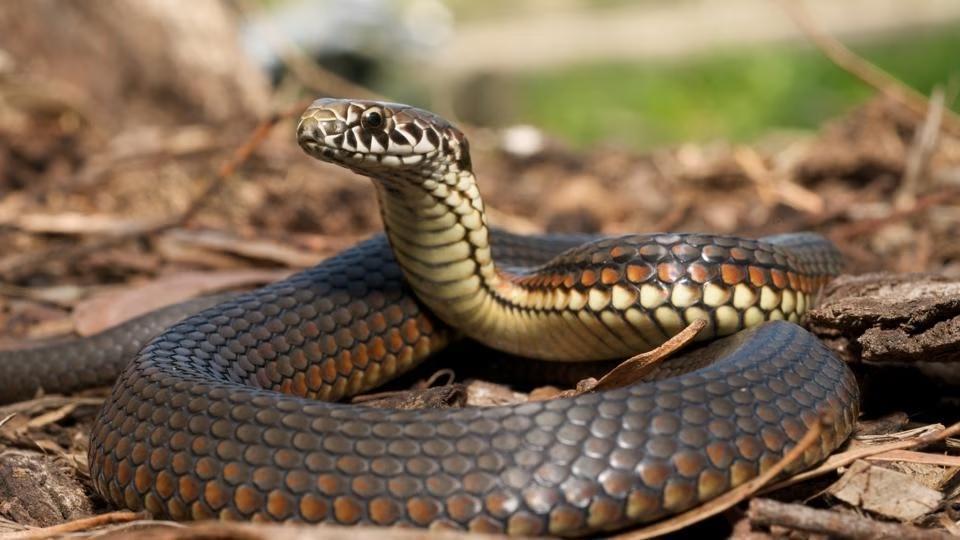 1 gram of snake venom costs 6 lakh rupees, know about the country that does snake farming