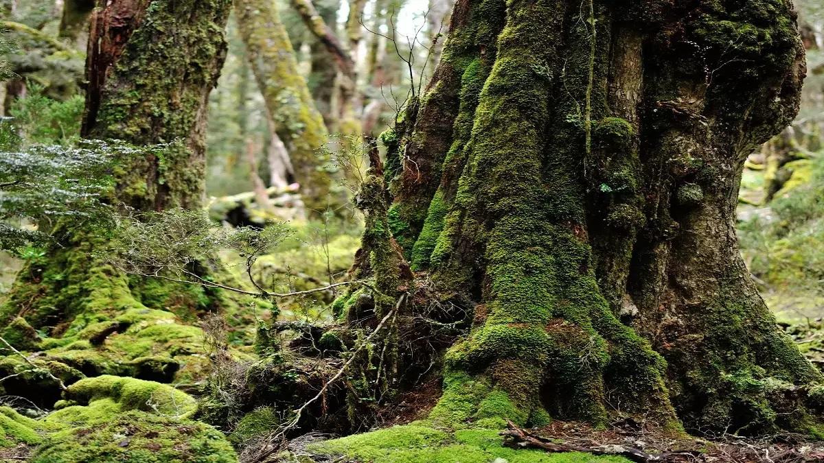 This is the oldest forest in the world, disappeared millions of years ago