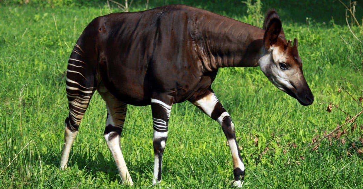 Strange animal, which is a mix of giraffe-zebra-horse, the length of the tongue will surprise you!