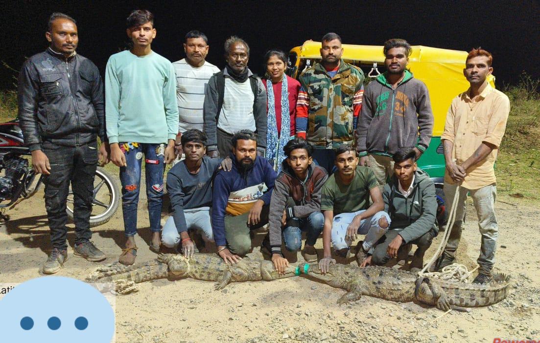 Rescue of two crocodiles simultaneously from Junavanoda village by Friends of Animals and Forest Department