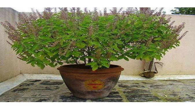 Chant this mantra while offering water to Tulsi, all wishes will be fulfilled