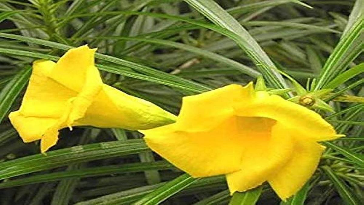 These 2 yellow flowers are very dear to Gods, will help in maintaining happiness and prosperity in the house