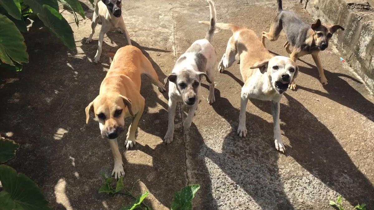 A rabid dog attacked more than a dozen people in Sevallia parish