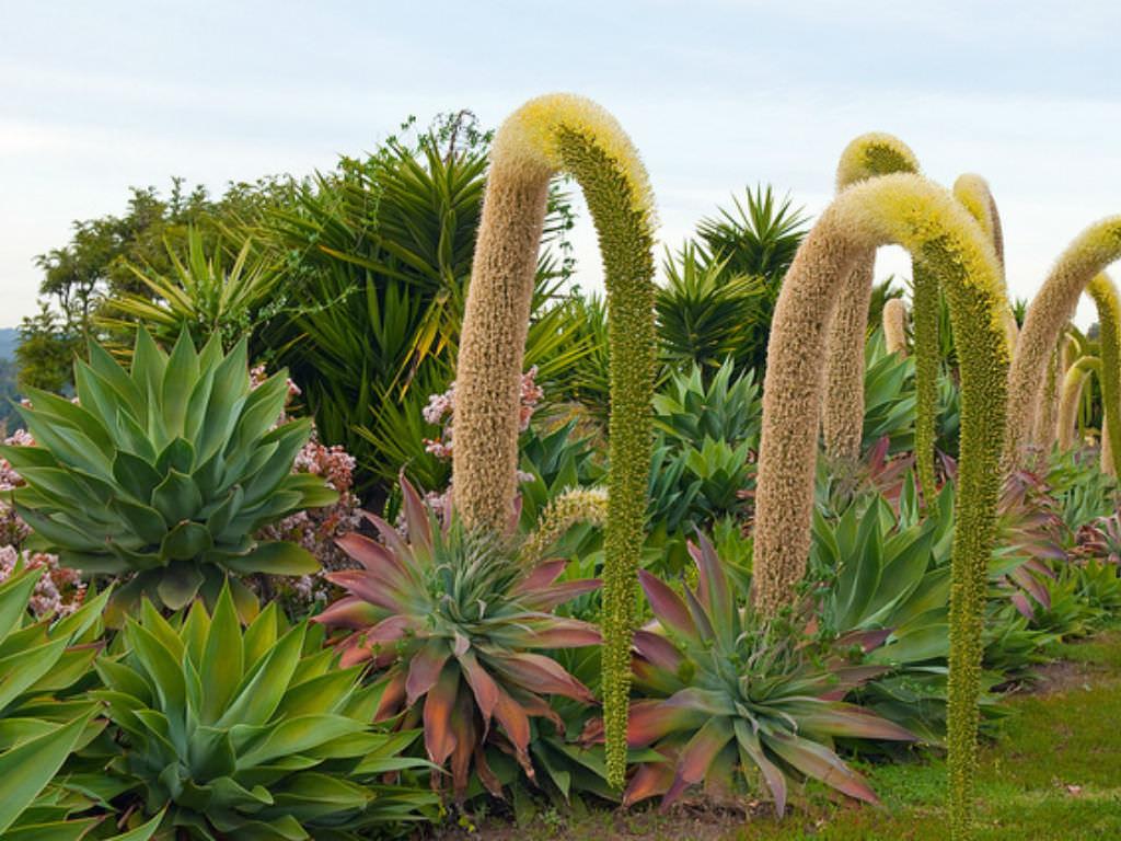 This plant is one of the most unique on earth, its trunk resembles an elephant's trunk, can live more than 100 years!