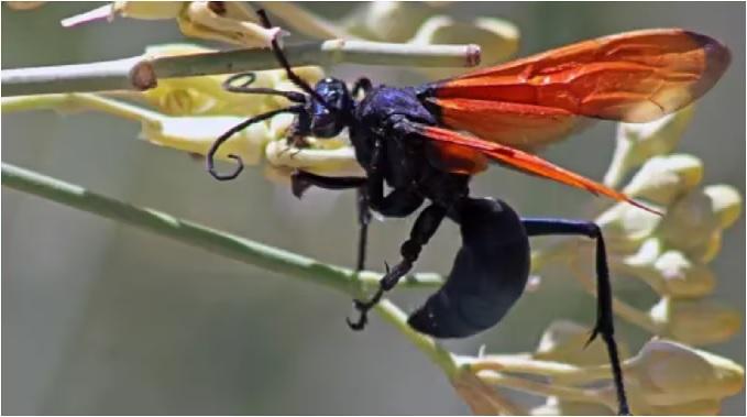 If this wasp sting can cause paralysis, this small looking creature is very dangerous.