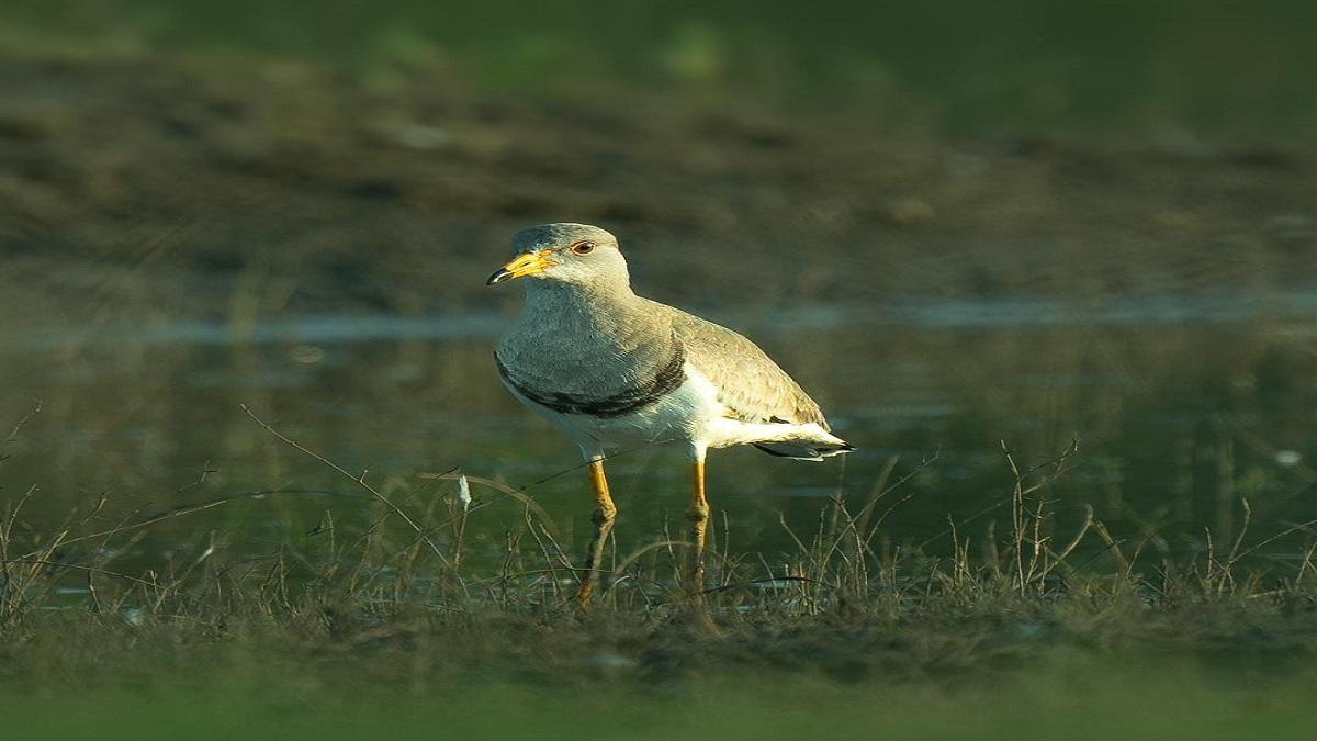 New bird found in Gujarat, Titodi came to see Mother Mahakali