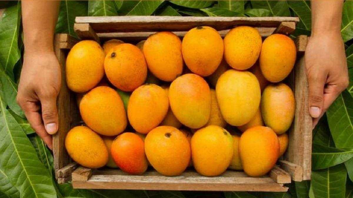 Mango prices: Strong income of Saffron Kerri in APMC in Amreli, know what is today's price